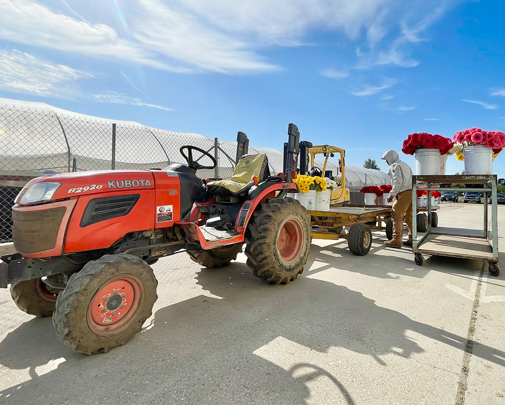 A red tractor with trailer loaded with fresh cut flowers