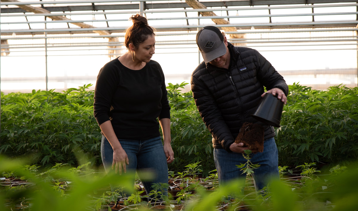 Cindy and David Van Wingerden growing premium cannabis flower