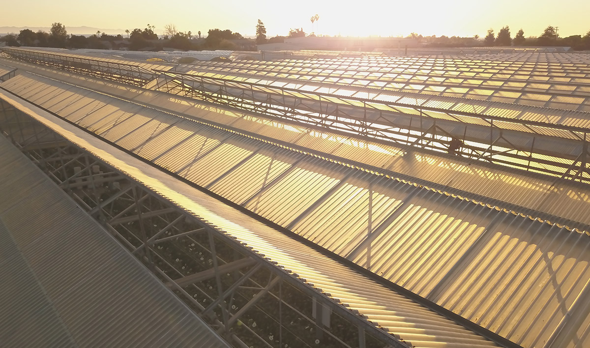 Aerial view of Farmlane greenhouses at sunrise