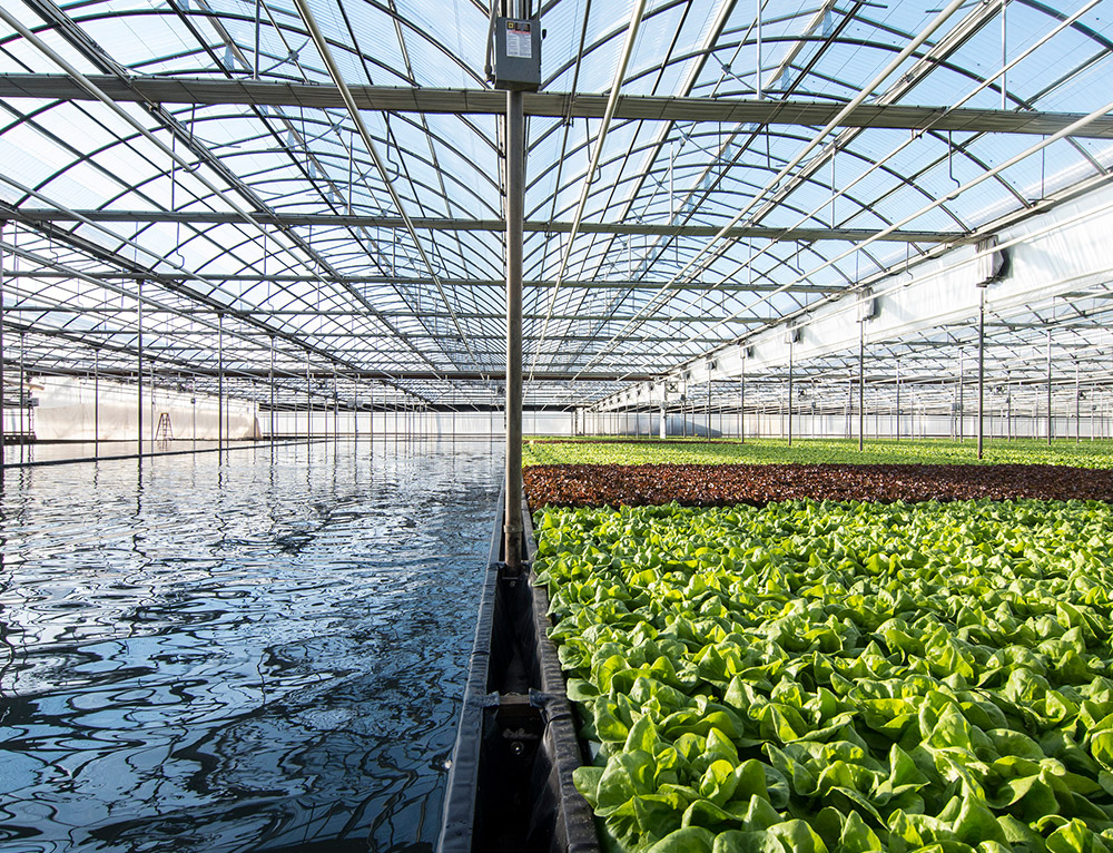 Splitscreen image of Farmlane greenhouse; premium cannabis flower