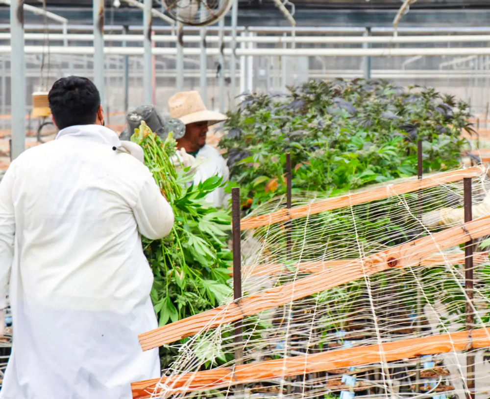 farmlane cannabis growing facility and workers